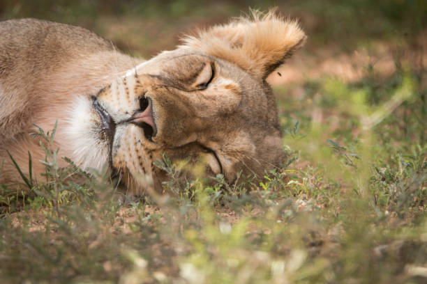 istock Close up of a sleeping Lion. 694521644