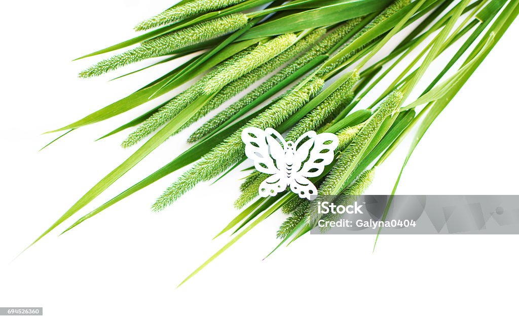 Green grass timothy-grass on a white background Green grass timothy-grass on a white background limited Agricultural Field Stock Photo