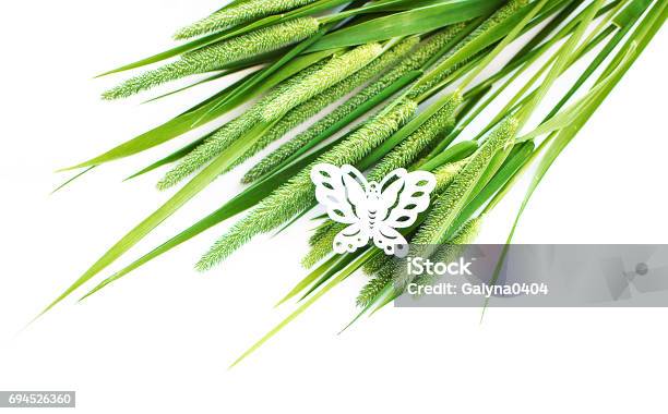 Green Grass Timothygrass On A White Background Stock Photo - Download Image Now - Agricultural Field, Close-up, Grass