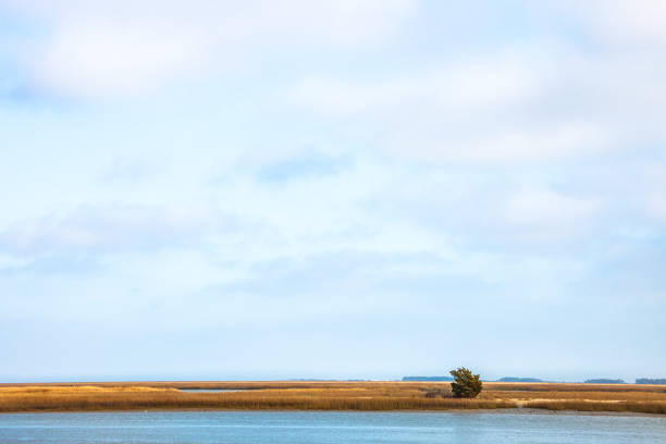 Coastal landscape, South Carolina