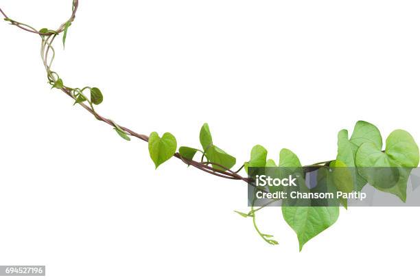Heart Shaped Greenery Leaves Of Obscure Morning Glory Climbing Vine Plant Isolated On White Background Clipping Path Included Stock Photo - Download Image Now