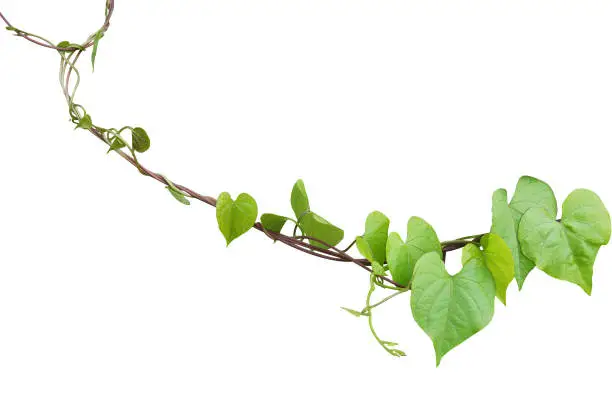 Photo of Heart shaped greenery leaves of Obscure morning glory (Ipomoea obscura) climbing vine plant isolated on white background, clipping path included.