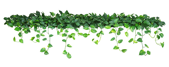 Heart shaped green yellow leaves of devil's ivy or golden pothos, bush with hanging branches isolated on white background, clipping path included.