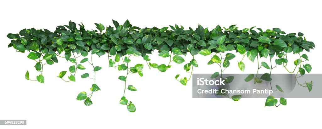 Heart shaped green yellow leaves of devil's ivy or golden pothos Heart shaped green yellow leaves of devil's ivy or golden pothos, bush with hanging branches isolated on white background, clipping path included. Hanging Stock Photo