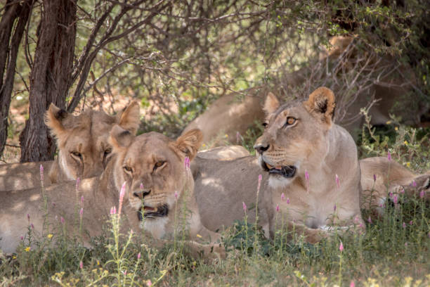 istock Pride of Lions laying in the grass. 694529408