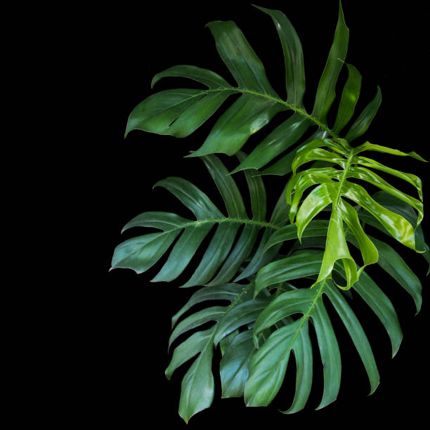 hojas verdes de la planta de filodendro monstera en salvaje, la planta de bosque tropical perenne vid sobre fondo negro. - wild vine fotografías e imágenes de stock