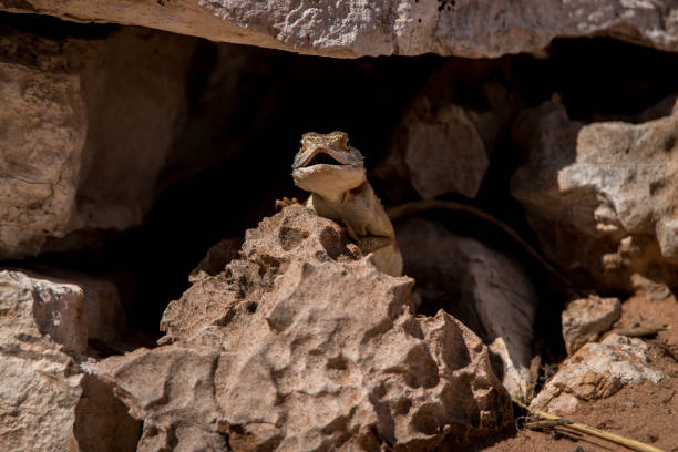 istock Ground agama hiding in a cave in Kgalagadi. 694529458