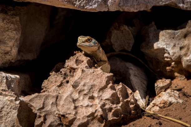 istock Ground agama hiding in a cave in Kgalagadi. 694529570