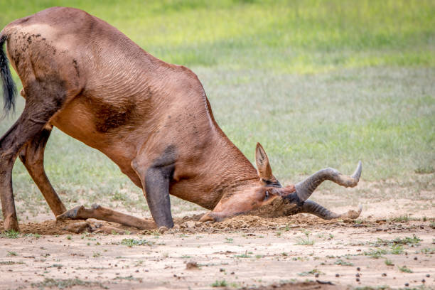 istock Red hartebeest rubbing it self in the mud. 694529602