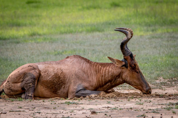 istock Red hartebeest rubbing it self in the mud. 694529688