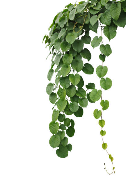 herzförmige dicken grünen blatt wildreben, hängenden kletterer vine isolierten auf weißen hintergrund, clipping-pfad enthalten bush. - ivy vine frame leaf stock-fotos und bilder