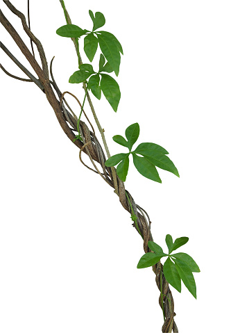 Twisted jungle vines with green leaves of wild morning glory liana plant isolated on white background, clipping path included.