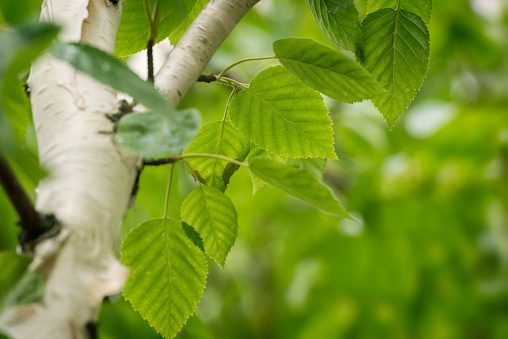 Beautiful leaves and tree trunk of the Siberian Birch tree