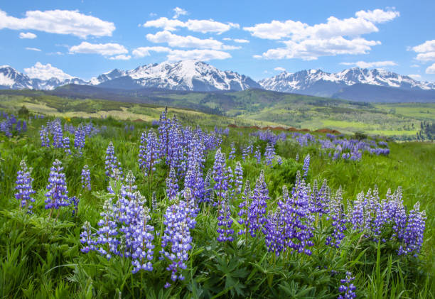 istock Colorado Wildflowers 694529846