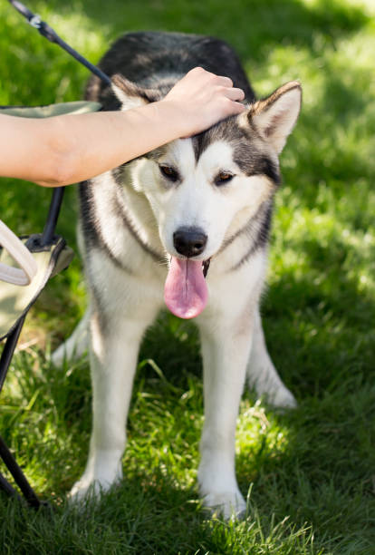 istock Petting the dog in the open air 694529852