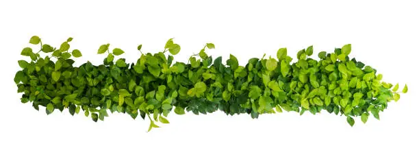 Heart shaped green yellow leaves of devil's ivy or golden pothos, panoramic top view bush isolated on white background, clipping path included.