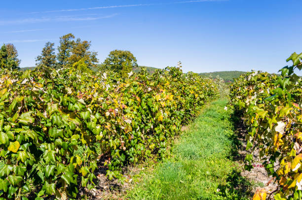 istock Vines under Blue Sky in Autumn 694532694