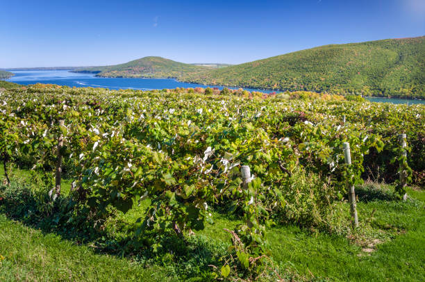 vignoble avec un lac dans le fond et le ciel bleu - autumn sky nobody lake photos et images de collection