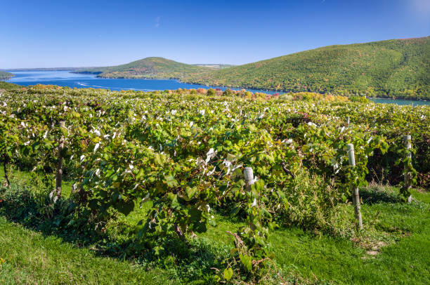 Vineyard with a Lake in Background and Blue Sky