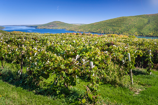 Vineyard with a Lake in Background on a Clear Early Autumn Day. Fingers Lakes, Upstate New York.