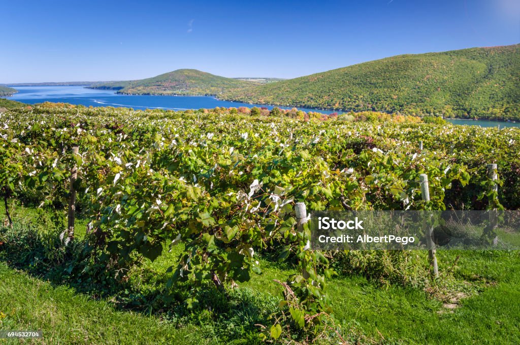Vineyard with a Lake in Background and Blue Sky Vineyard with a Lake in Background on a Clear Early Autumn Day. Fingers Lakes, Upstate New York. Finger Lakes Stock Photo