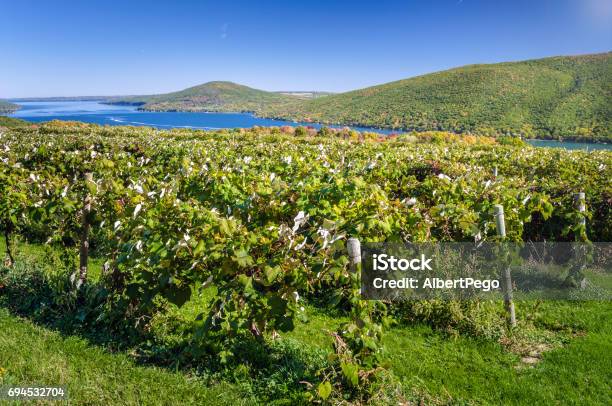 Vineyard With A Lake In Background And Blue Sky Stock Photo - Download Image Now - Finger Lakes, New York State, Vineyard