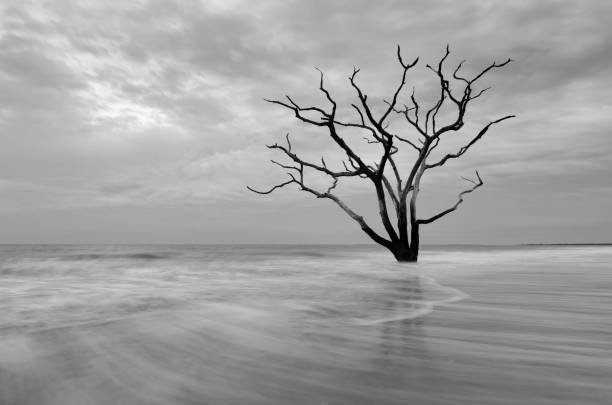 Boneyard Beach Tree Tree in the Ocean, black and white edisto island south carolina stock pictures, royalty-free photos & images