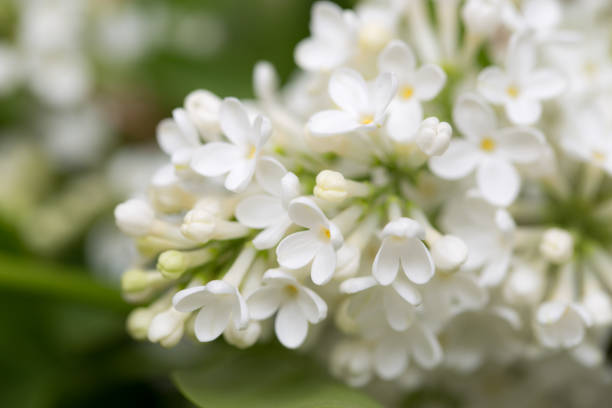 istock White flowers of lilac on nature 694533048