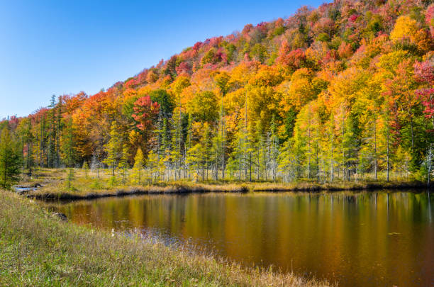 istock Colourful Trees at Foliage Peak in the Adirondacks and Blue Sky 694533196