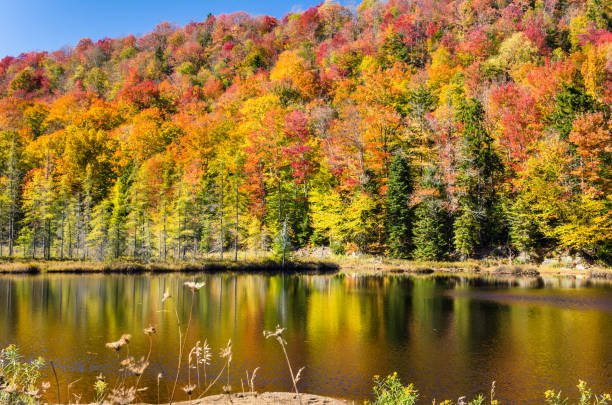 istock Gorgeous Autumn Colours in the Adirondacks and Blue Sky 694533202