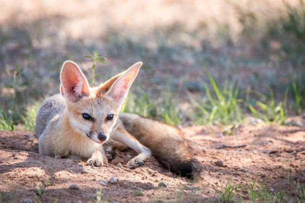 istock Cape fox laying in the sand in Kgalagadi. 694535360