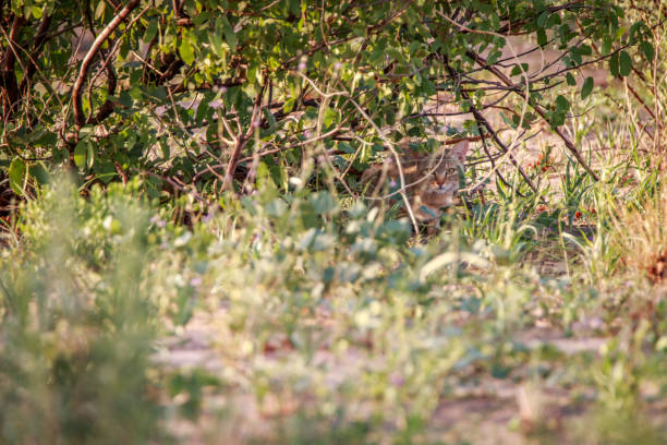 African wild cat hiding in the bushes in the Kgalagadi Transfrontier Park, South Africa.