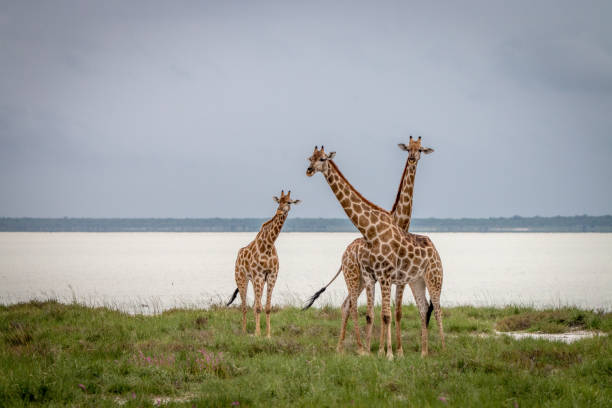 istock Group of Giraffe standing in the grass. 694535550