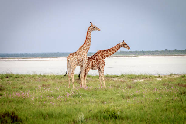 istock Two Giraffes standing in the grass. 694535554