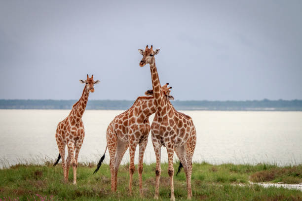 istock Group of Giraffe standing in the grass. 694535592