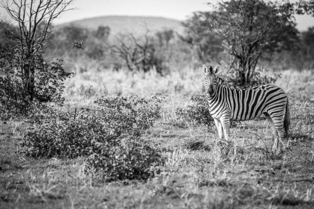 istock Zebra starring at the camera in black and white. 694535646