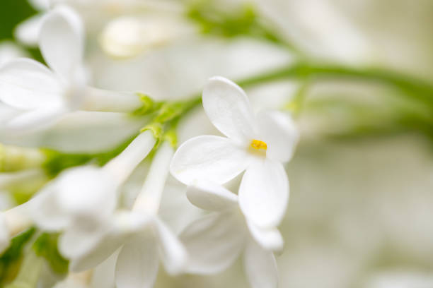 istock White flowers of lilac on nature 694535726