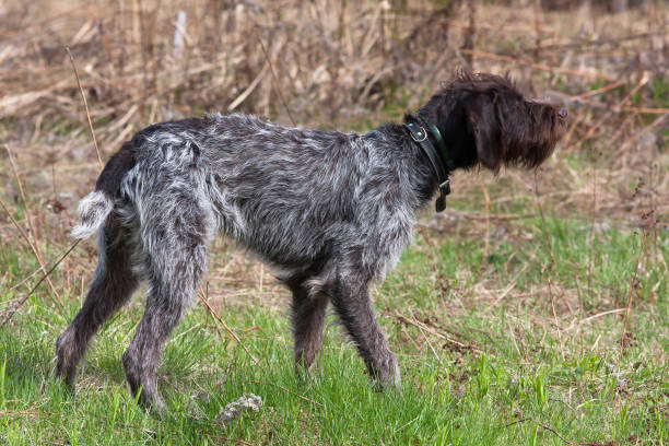 istock hunting dog german wirehaired pointer on the field 694536044