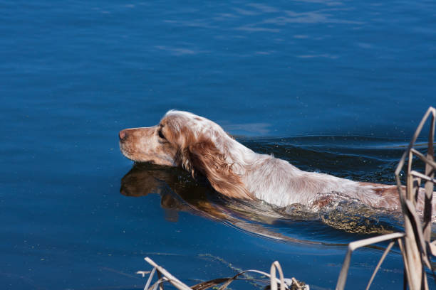 istock hunting dog swimming in the river 694536064