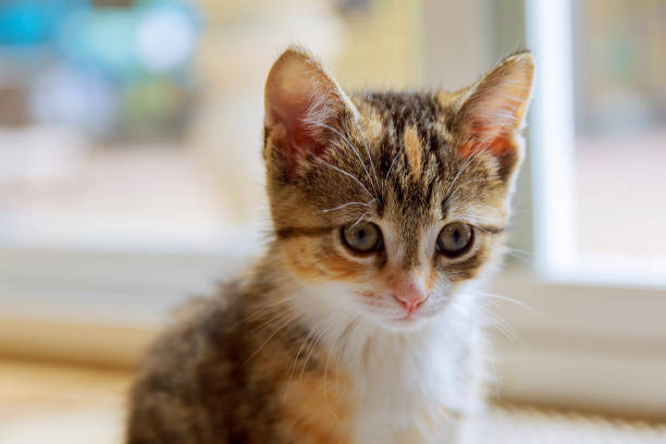 istock Cute orange kitten photographed with a specialty lens to get soft dreamy effect. 694538426