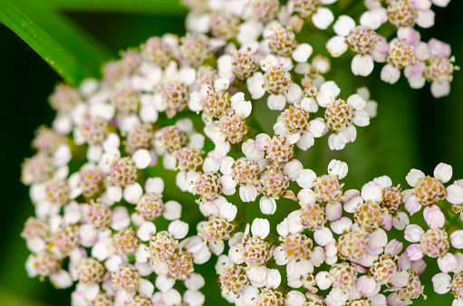 Closeup of a white hydrangea flower brunch