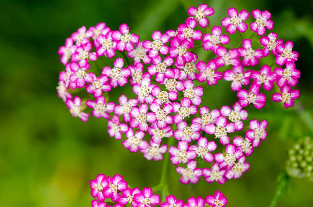 Close up of Achillea millefolium. This flower is also called as  'Cerise Queen'Close up of Achillea millefolium. This flower is also called as  'Cerise Queen'