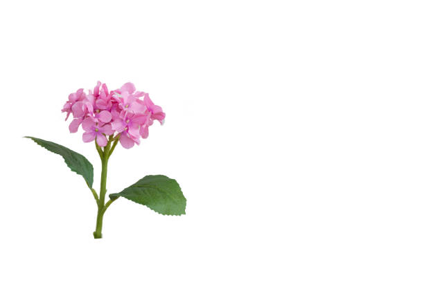istock Bouquet of artificial  flowers,Isolated on white 694539090