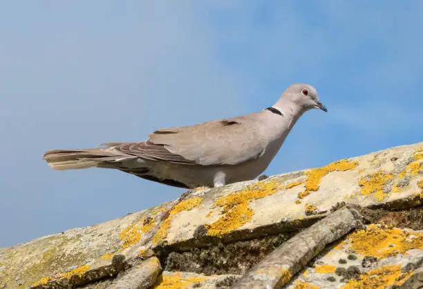 Adult collared dove seen resting on an old cottage roof in early summer. The dove, one of a small flock has young in a nest nearby.