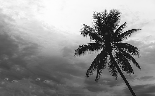 Silhouette coconut palm tree, back and white abstract background