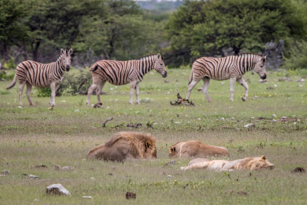 istock Pride of Lions sleeping in front of Zebras. 694543160