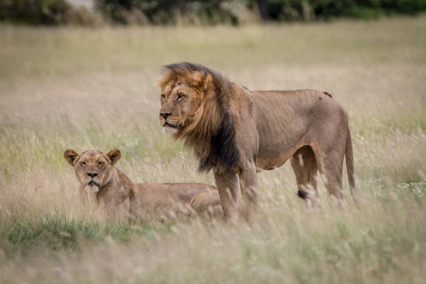 istock Lion mating couple in the high grass. 694543224
