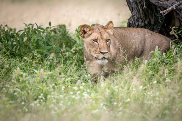 istock Lion walking towards the camera in the high grass. 694543230