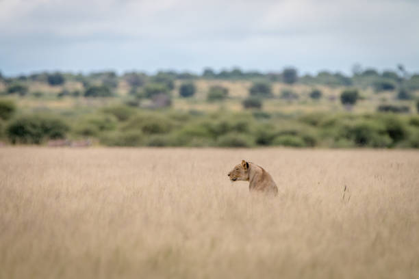 istock Lion sitting in the high grass. 694549052