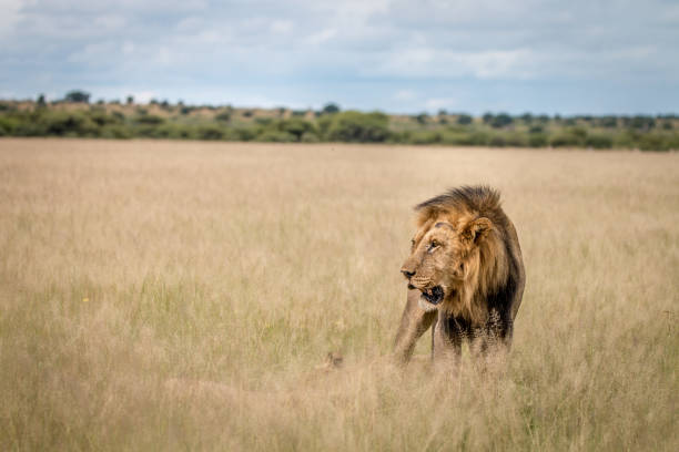 istock Lion mating couple in the high grass. 694549142